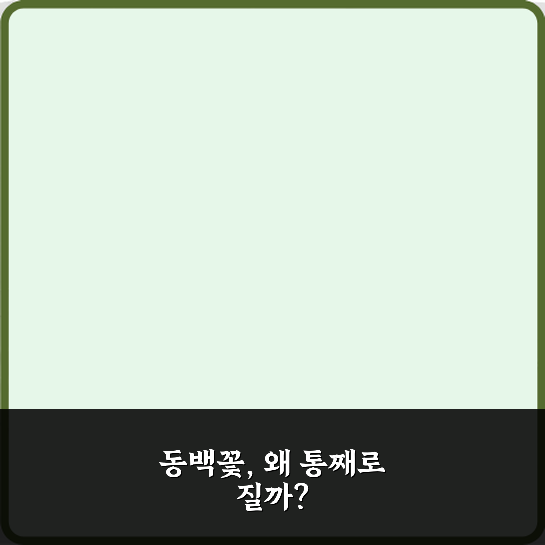 동백꽃이 떨어지는 모습이 꽃말에 영향을 준 이유 5가지 미스터리